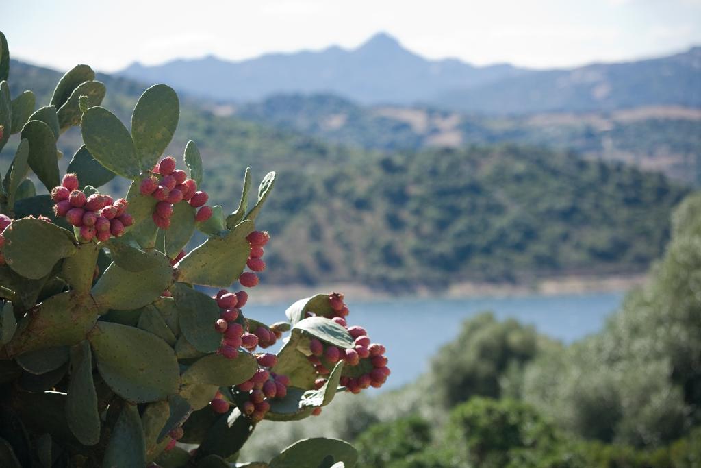 Penzion Liscia Country Relais Sant'Antonio di Gallura Exteriér fotografie
